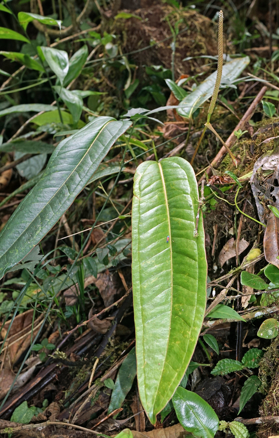 Anthurium caucanum Dapa, Valle Del Cauca<br />
2100m<br />
                      Anthurium caucanum