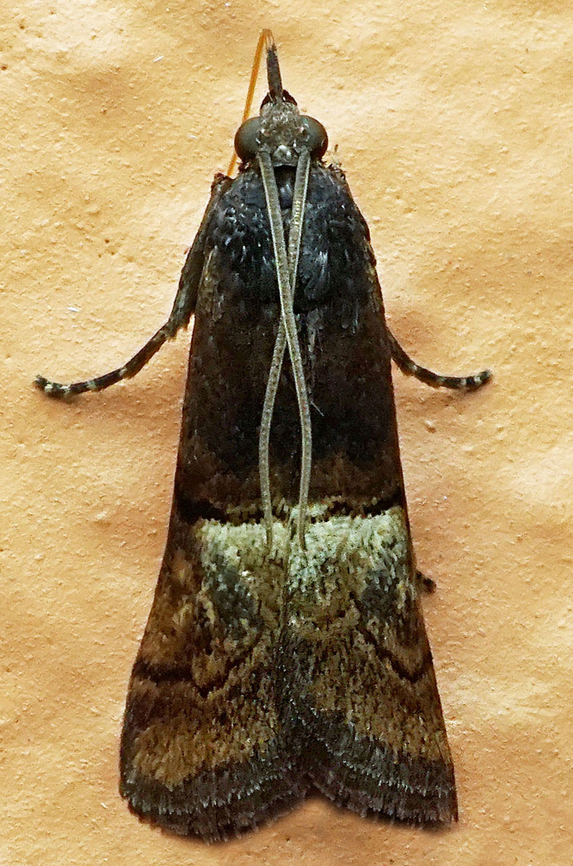 Acrobasis sp. Dapa, Valle Del Cauca<br />
2199m