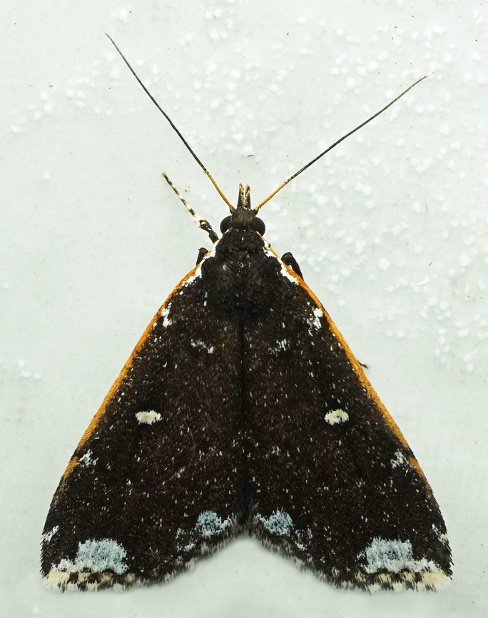 Rejectaria amicalis Dapa, Valle Del Cauca<br />
2100m Rejectaria amicalis