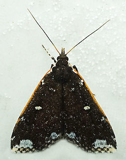 Rejectaria amicalis Dapa, Valle Del Cauca
2100m Rejectaria amicalis