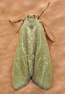 #1195 Dapa, Valle Del Cauca
2100m