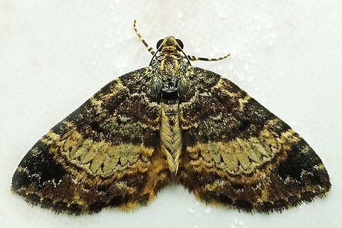 #1196 Dapa, Valle Del Cauca
2100m