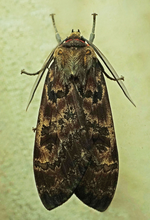 #1197 Dapa, Valle Del Cauca<br />
2100m