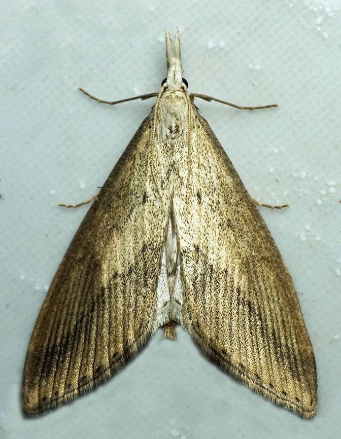 #1198 Dapa, Valle Del Cauca<br />
2100m