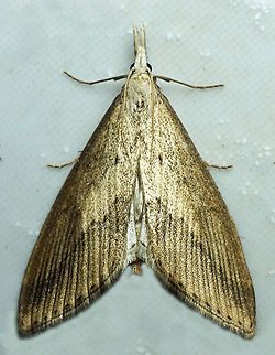 #1198 Dapa, Valle Del Cauca
2100m