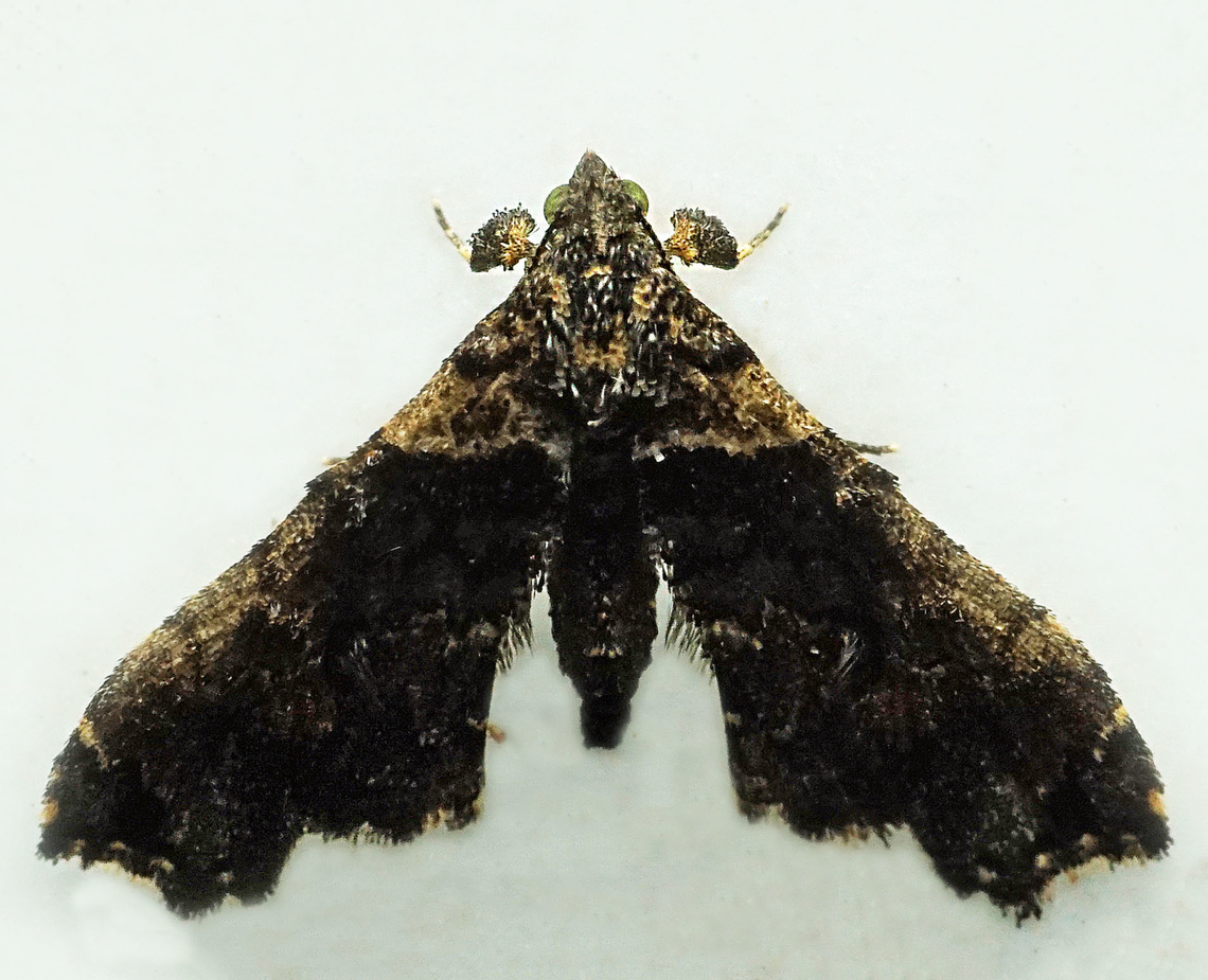 #1199 Dapa, Valle Del Cauca<br />
2100m