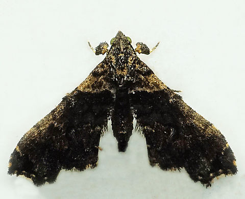 #1199 Dapa, Valle Del Cauca
2100m