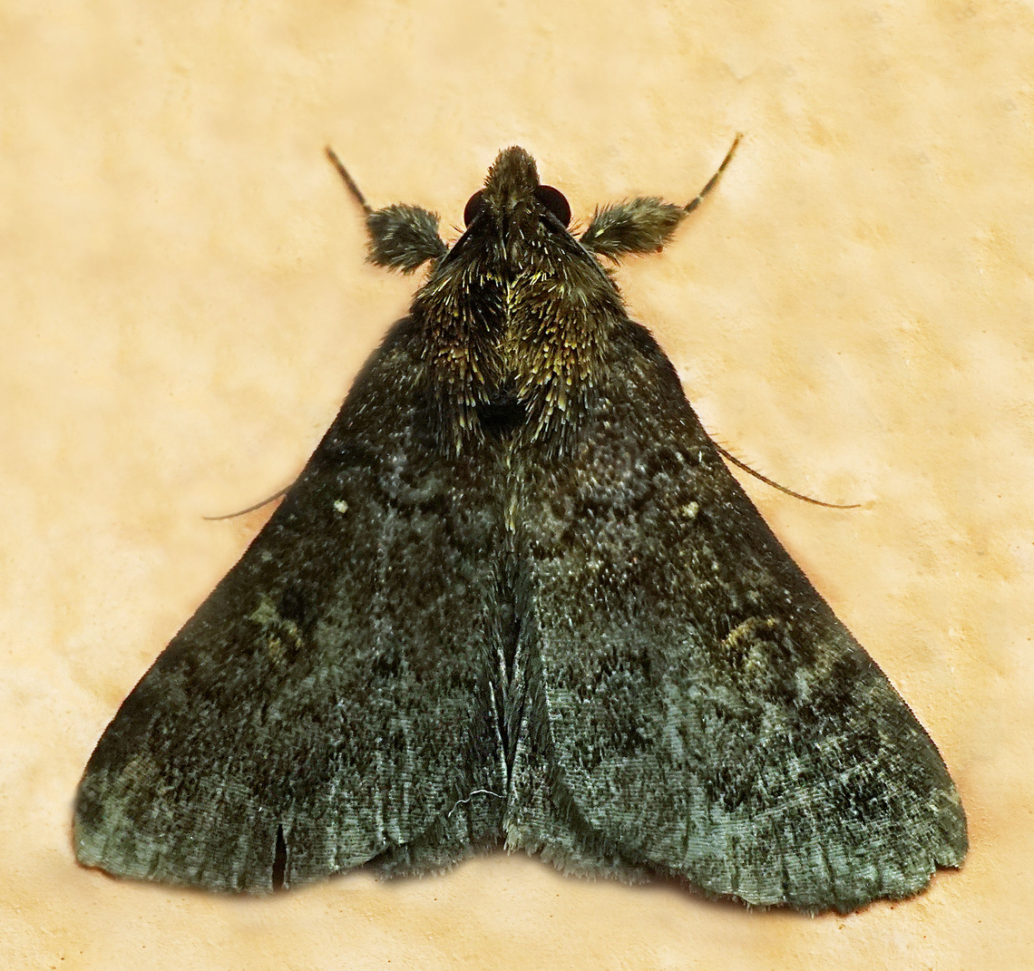 #1200 Dapa, Valle Del Cauca<br />
2100m