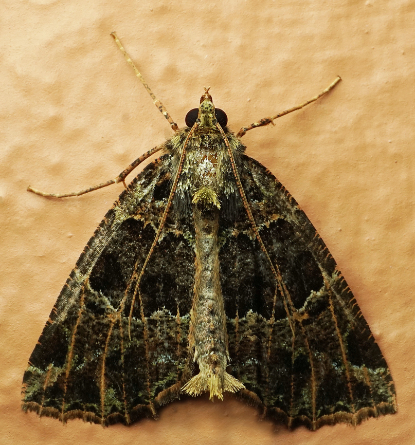 #1201 Dapa, Valle Del Cauca<br />
2100m