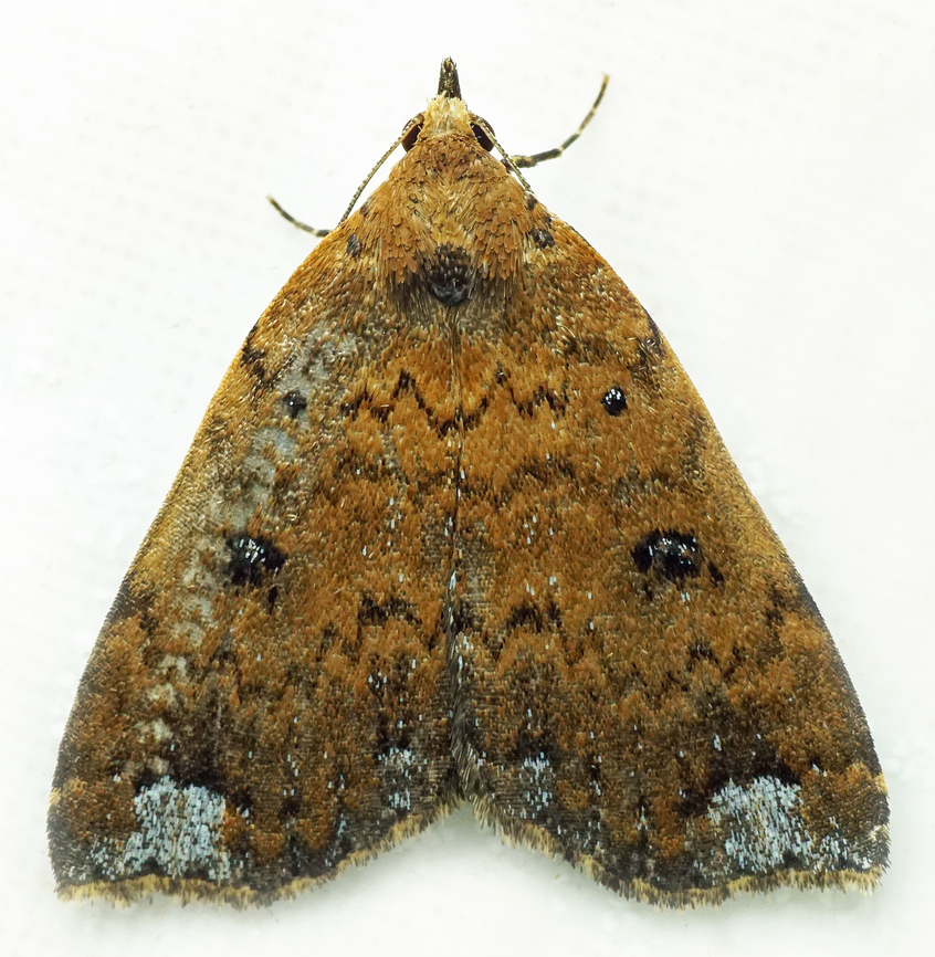 Aristaria sp. Dapa, Valle Del Cauca<br />
2100m