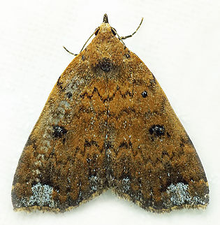 Aristaria sp. Dapa, Valle Del Cauca
2100m