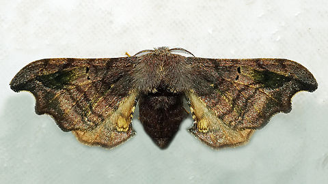 #1203 Dapa, Valle Del Cauca
2100m