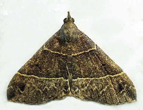 $1204 Dapa, Valle Del Cauca
2100m