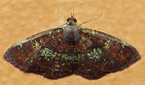 #1205 Dapa, Valle Del Cauca
2100m