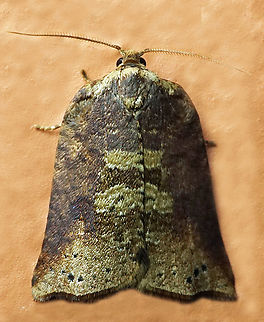 #1207 Dapa, Valle Del Cauca
2100m