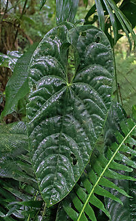 Anthurium recavum