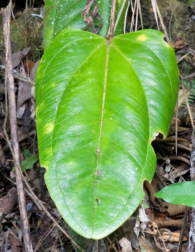Anthurium lentii Rio Bravo Reserve<br />
Valle Del Cauca Anthurium lentii