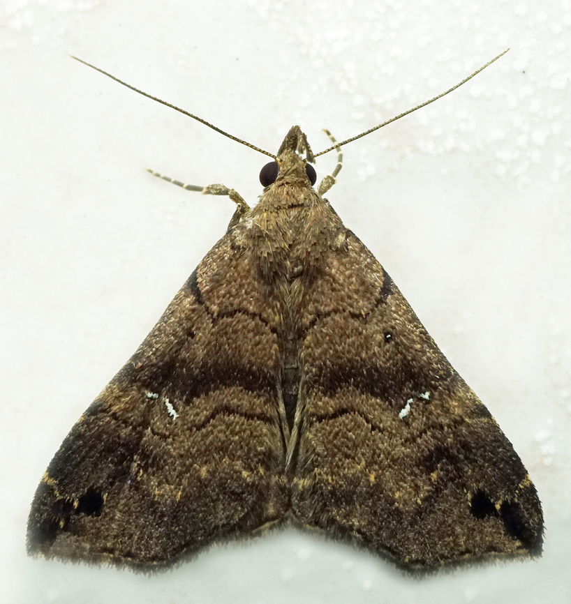 #1208 Dapa, Valle Del Cauca<br />
2100m