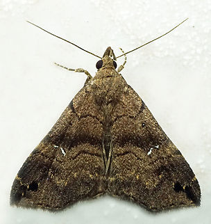 #1208 Dapa, Valle Del Cauca
2100m