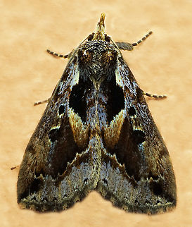 #1209 Dapa, Valle Del Cauca
2100m