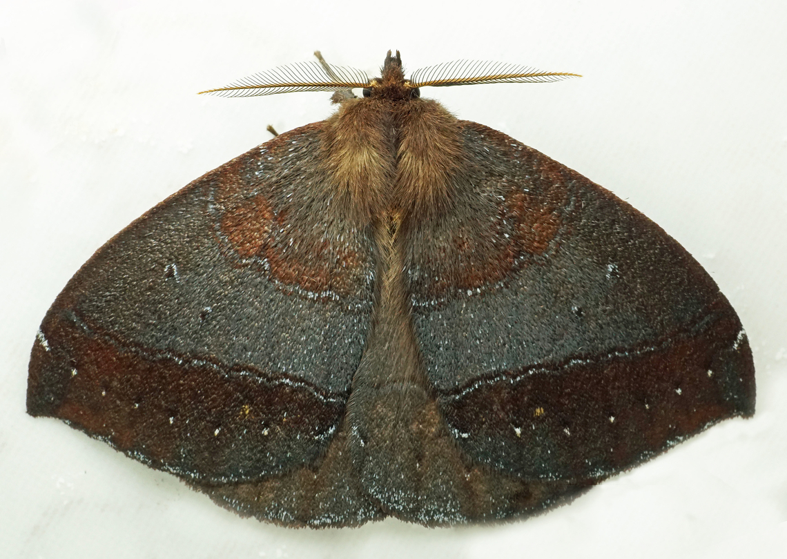 Janiodes ecuadorensis Dapa, Valle Del Cauca<br />
2100m Janiodes ecuadorensis