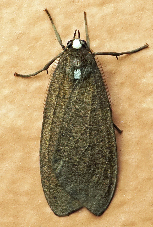 Opharus albijuncta Dapa, Valle Del Cauca<br />
2100m Opharus albijuncta