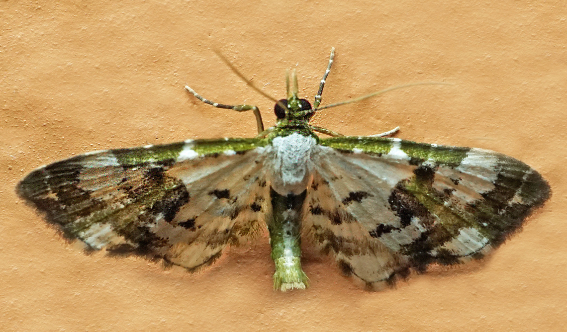 #1212 Dapa, Valle Del Cauca<br />
2100m