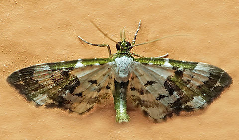 #1212 Dapa, Valle Del Cauca
2100m