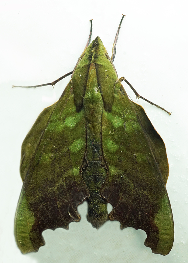 Stolidoptera tachasara Dapa, Valle Del Cauca<br />
2100m Stolidoptera tachasara