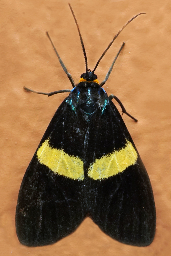 Brachyglene schausi Dapa, Valle Del Cauca<br />
2100m<br />
 Brachyglene schausi