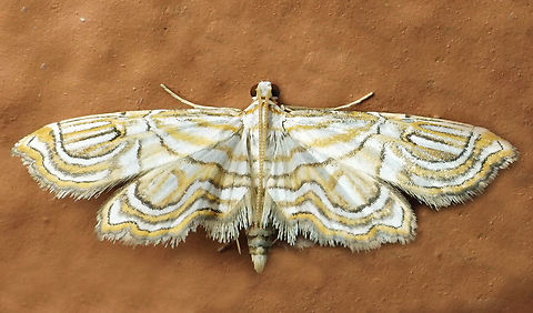 #1214 Dapa, Valle Del Cauca
2100m