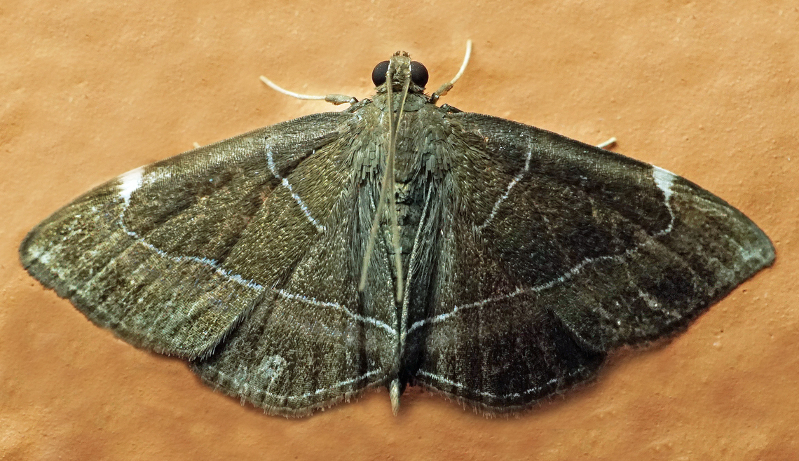 Lamprosema sp. Dapa, Valle Del Cauca<br />
2100m