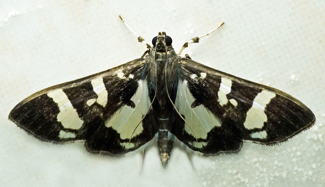 Desmia bajulalis Dapa, Valle Del Cauca<br />
2100m Desmia bajulalis