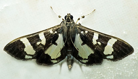 Desmia bajulalis Dapa, Valle Del Cauca
2100m Desmia bajulalis