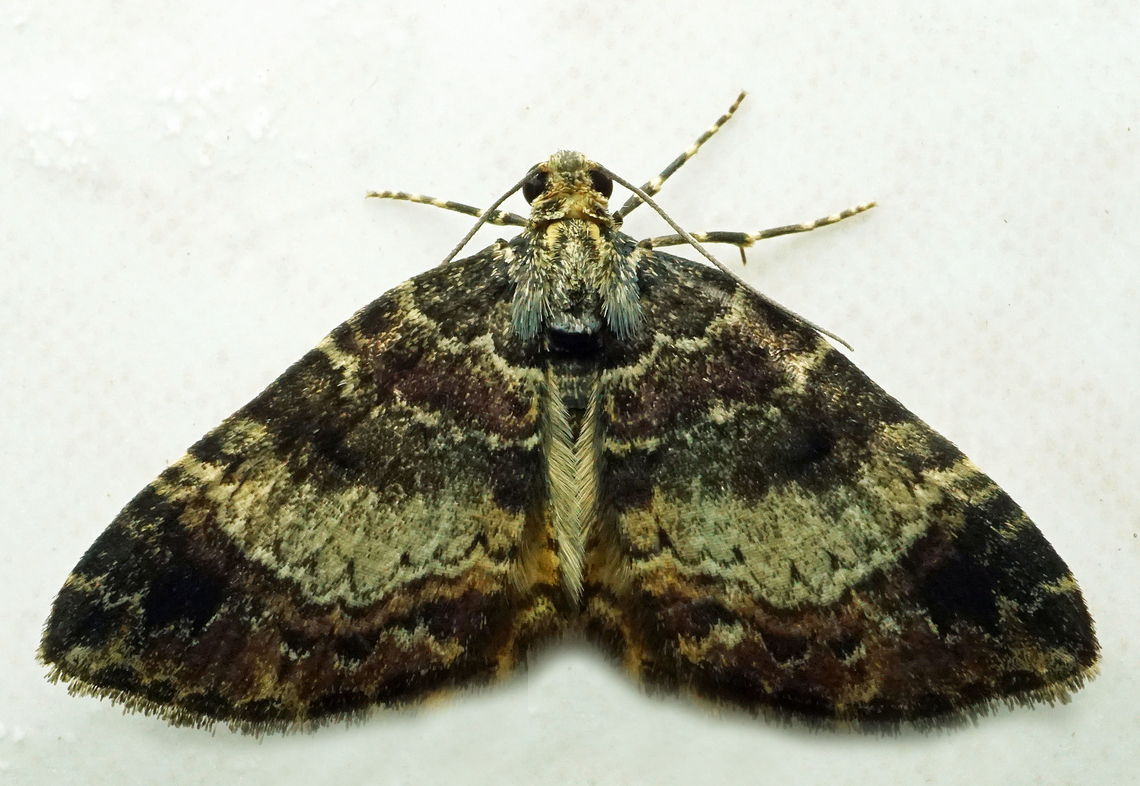 #1217 Dapa, Valle Del Cauca<br />
2100m