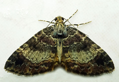 #1217 Dapa, Valle Del Cauca
2100m