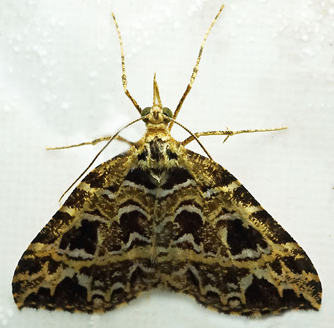 #1218 Dapa, Valle Del Cauca
2100m