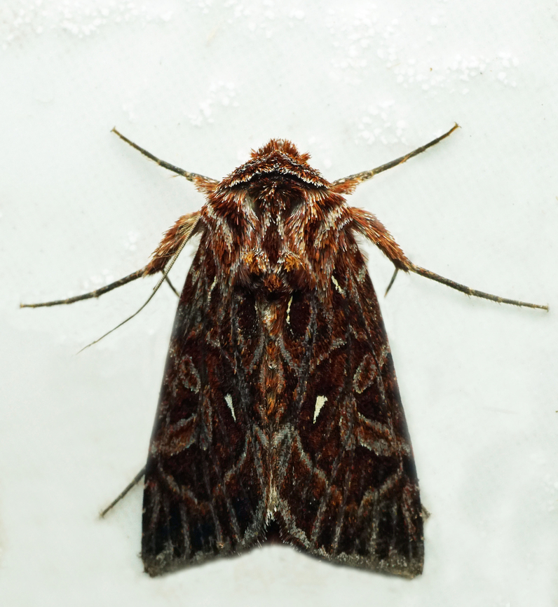 Dargida pyrosoma Dapa, Valle Del Cauca<br />
2100m Dargida pyrosoma