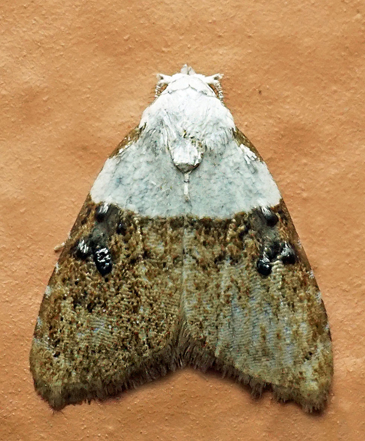 Nola turbana Dapa, Valle Del Cauca<br />
2100m Nola turbana