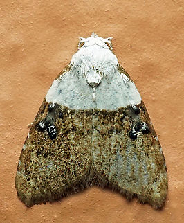 Nola turbana Dapa, Valle Del Cauca
2100m Nola turbana