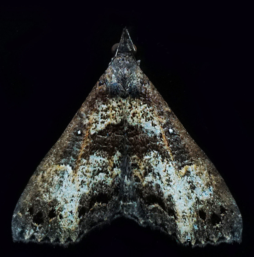 #1222 Dapa, Valle Del Cauca<br />
2100m