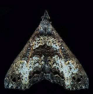 #1222 Dapa, Valle Del Cauca
2100m