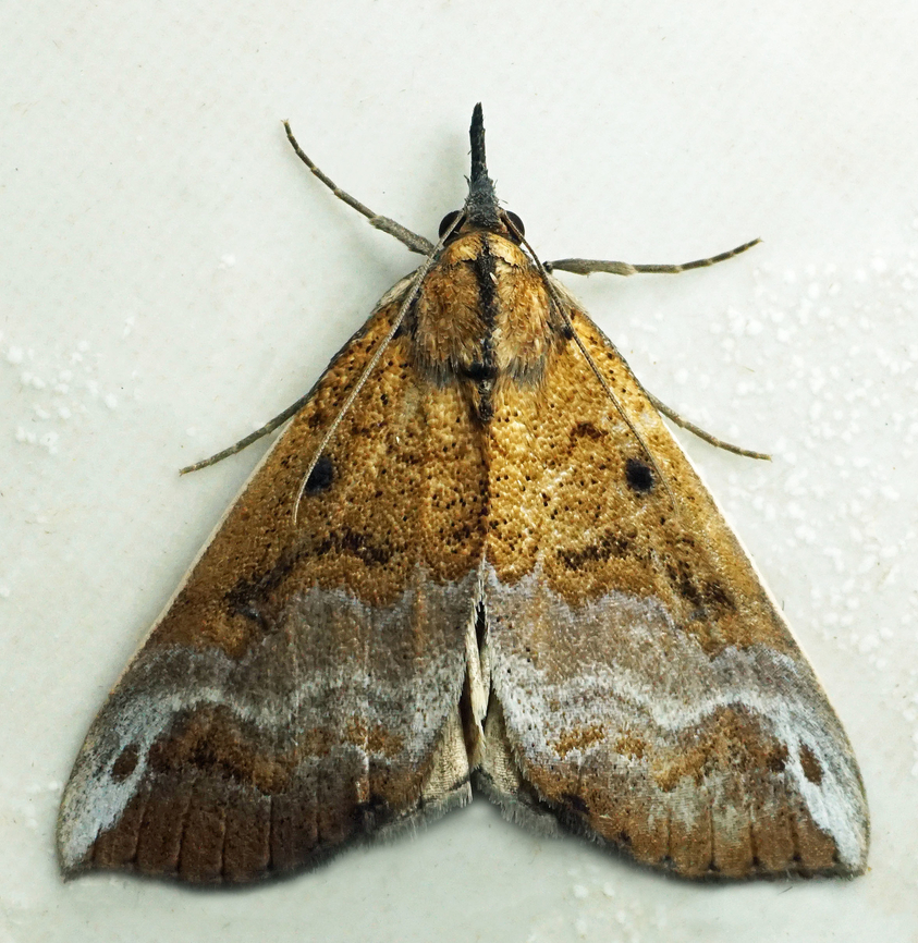 Hypena lactiferalis Dapa, Valle Del Cauca<br />
2100m Hypena lactiferalis
