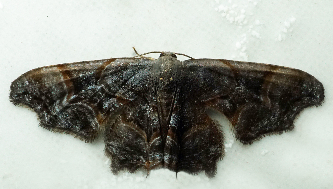 #1223 Dapa, Valle Del Cauca<br />
2100m