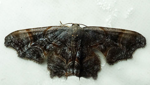 #1223 Dapa, Valle Del Cauca
2100m