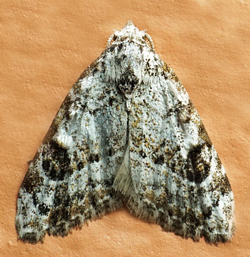 Nola sp. Dapa, Valle Del Cauca<br />
2100m