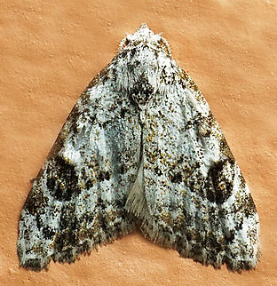 Nola sp. Dapa, Valle Del Cauca
2100m