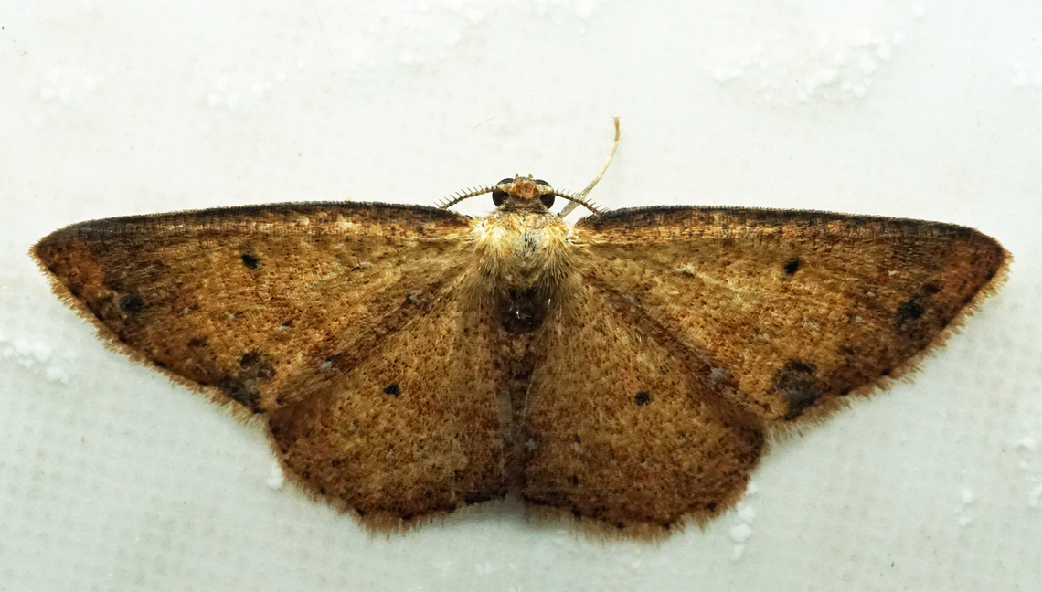 #1226 Dapa, Valle Del Cauca<br />
2100m