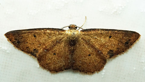 #1226 Dapa, Valle Del Cauca
2100m