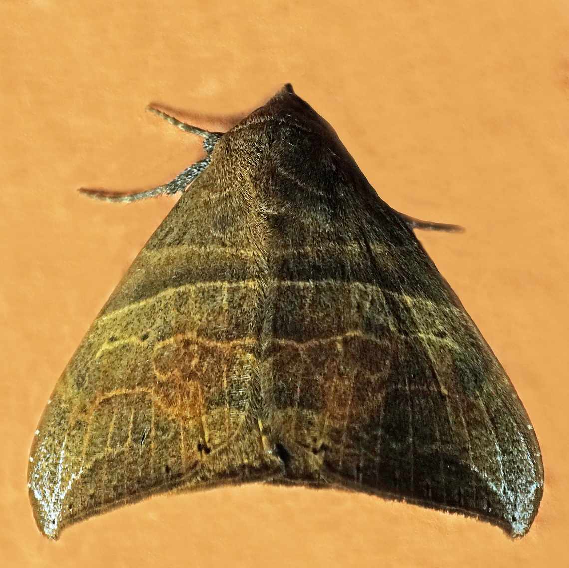 Ophisma basigutta. Dapa, Valle Del Cauca<br />
2100m<br />
 Ophisma basigutta